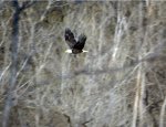 Where eagles dare.  While waiting for the NS Research and Test train to show up I was treated with the sight of not one, not two but THREE bald eagles soaring over the James River near the James River trestle